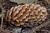  A009479croofm